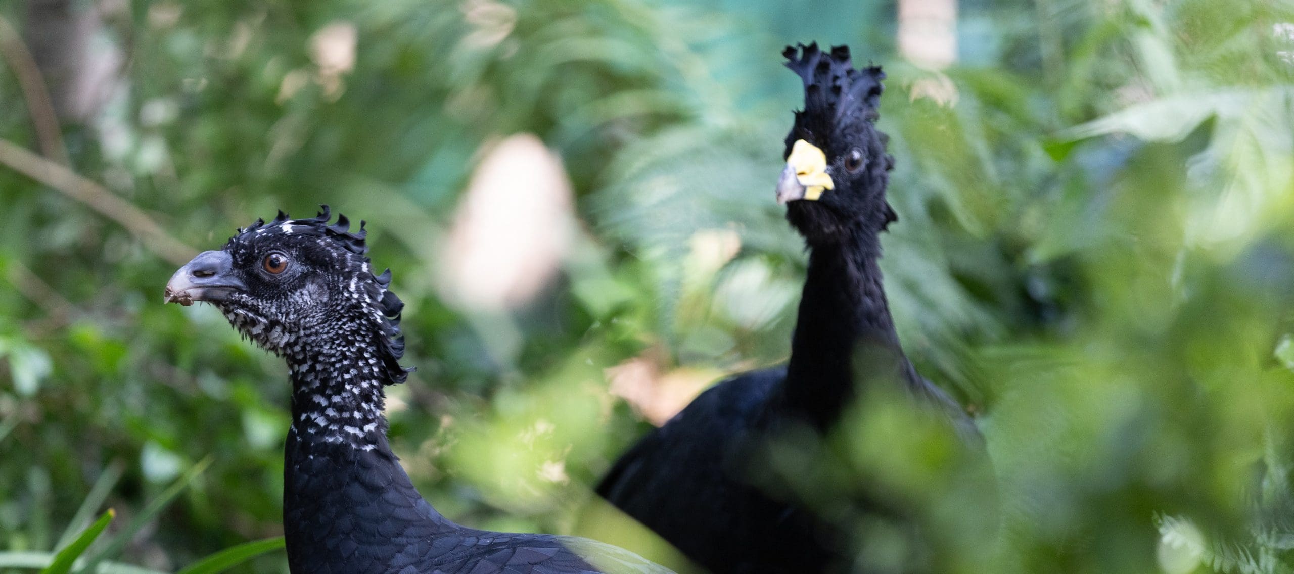Great Curassow - Dublin Zoo